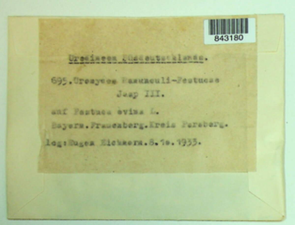 Uromyces dactylidis image